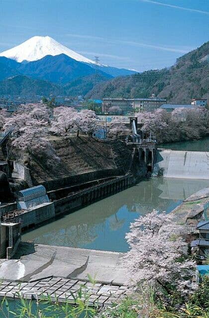 川茂発電所の桜