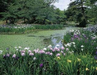 栗林公園の菖蒲