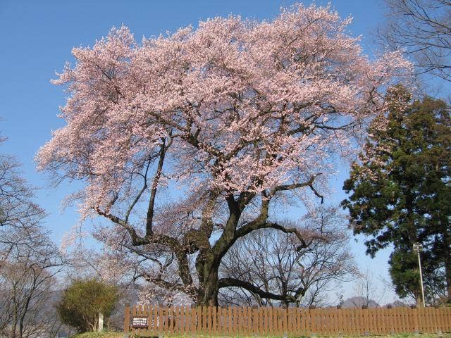 沼田公園の御殿桜