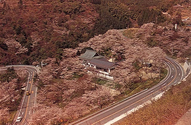 新吉野公園の桜