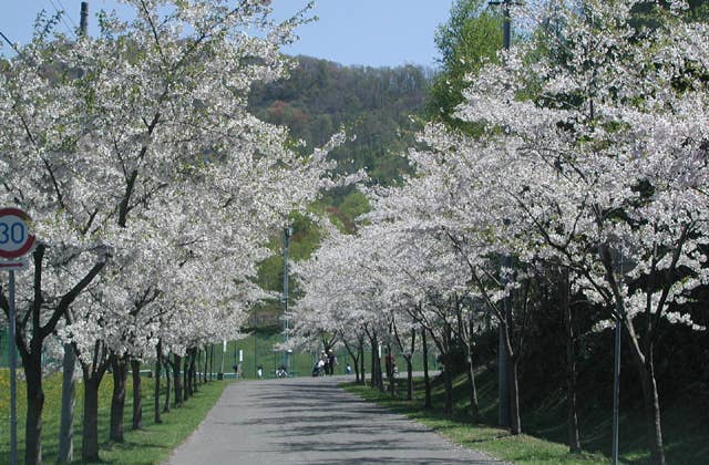 東明公園の桜