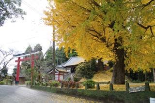 旗山神社とイチョウ