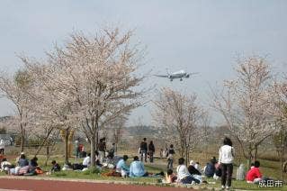 さくらの山の桜