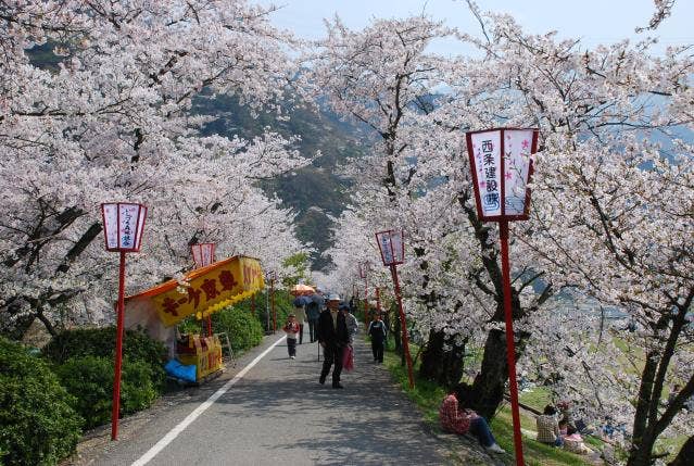 武丈公園桜