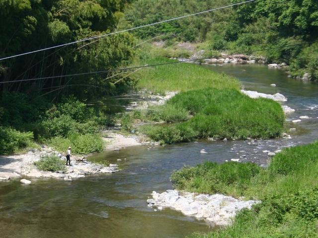 貴志川・鮎釣り