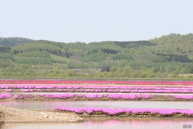 瑞生地区芝桜