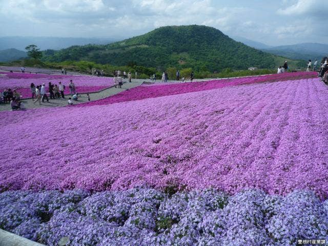 芝桜公園から茶臼山を望む