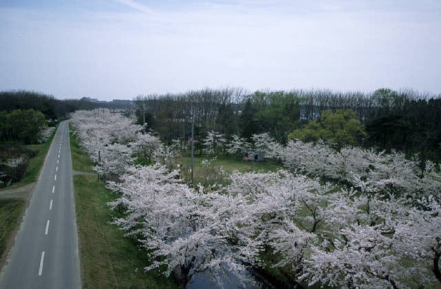 小川原湖千本桜