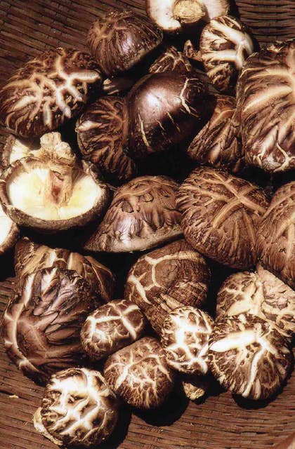 Shiitake mushroom