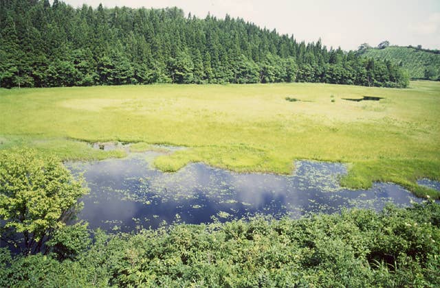 木地山のコケ沼湿原植物群落