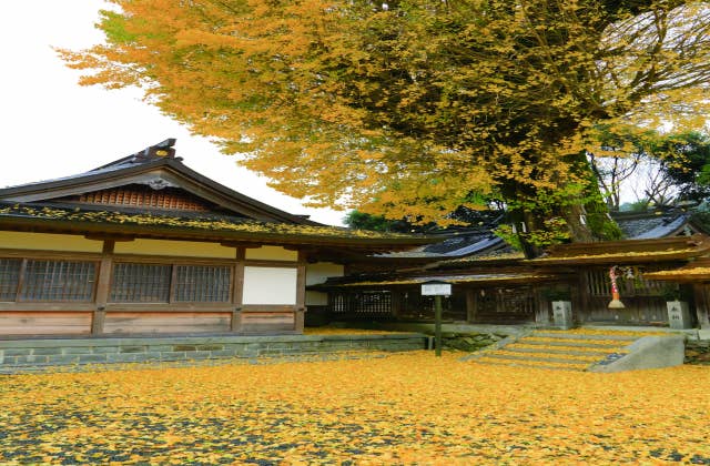 丹生神社のイチョウ