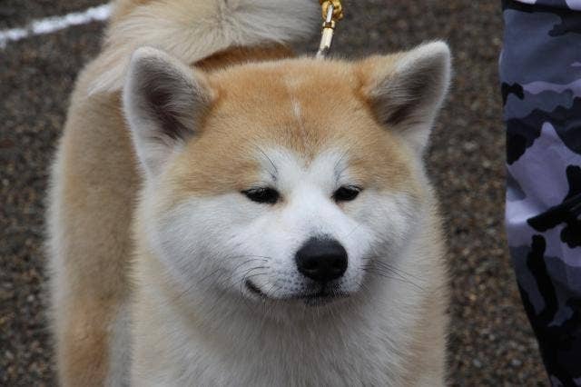 秋田犬の成犬