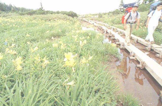 高山植物