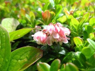 高山植物「コケモモ」