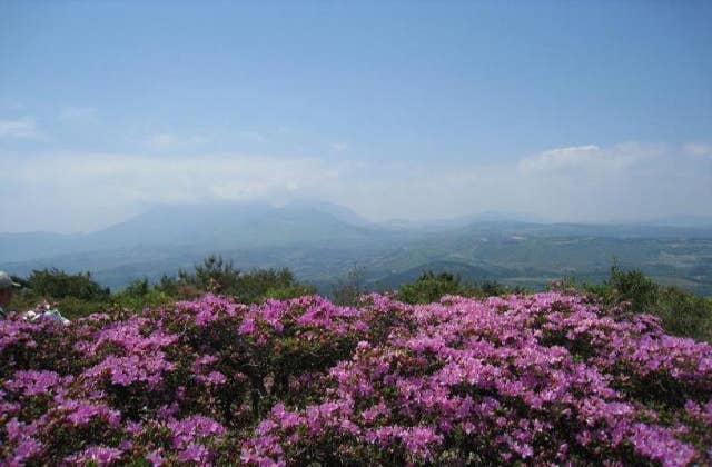 経塚山山頂・ミヤマキリシマ