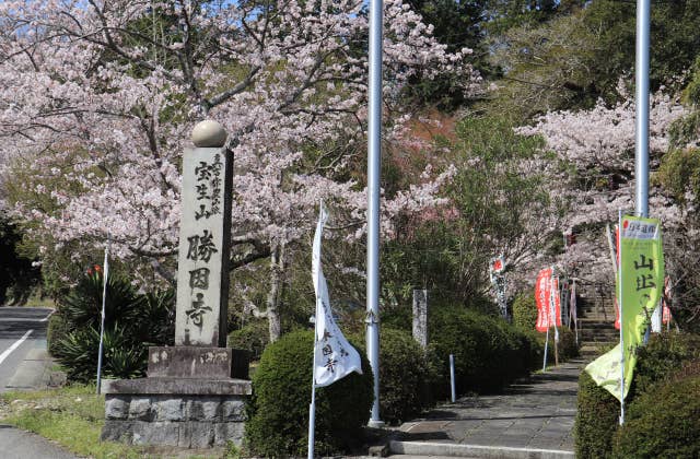 勝因寺の桜