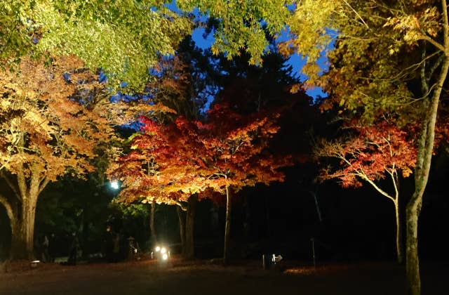 紅葉谷公園ライトアップ