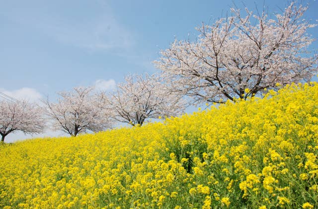 谷田川沿いのサクラ