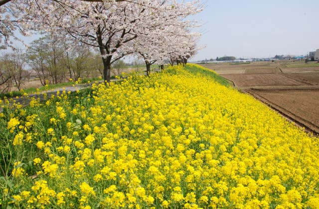 谷田川沿いのサクラ