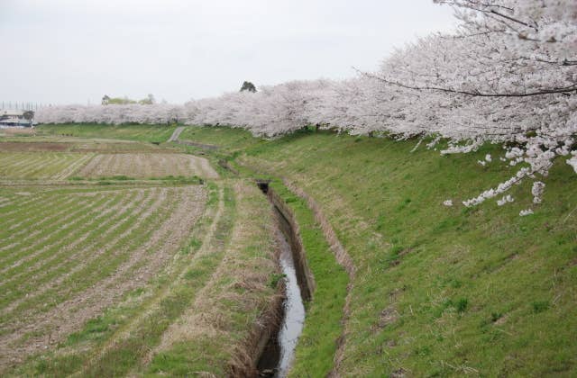 谷田川沿いのサクラ