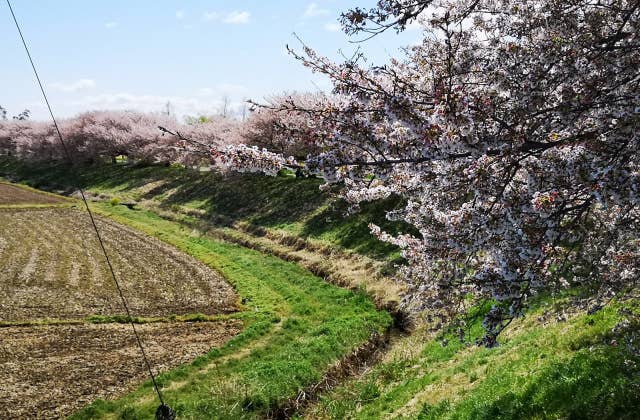 谷田川沿いのサクラ