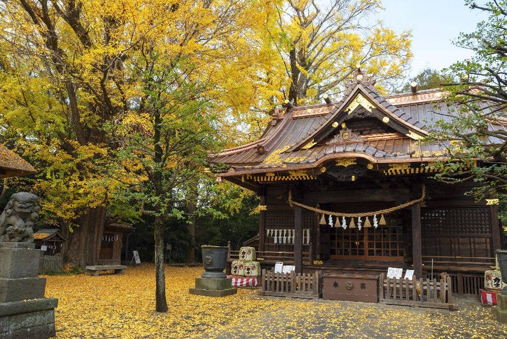 玉敷神社 初詣