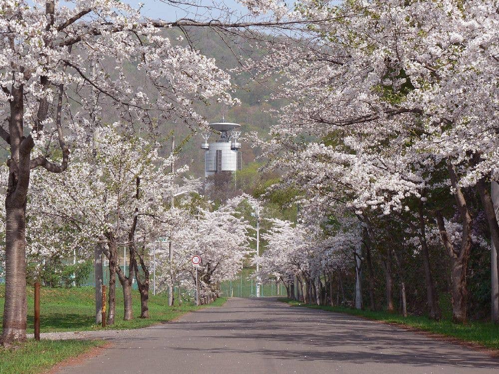 美唄市東明公園の桜