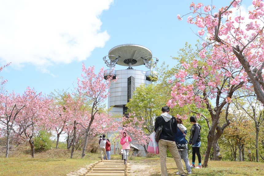 美唄市東明公園の桜