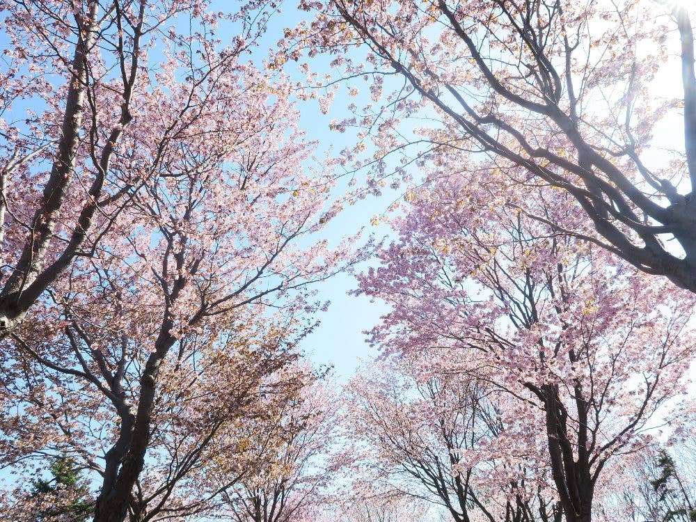 モエレ沼公園の桜