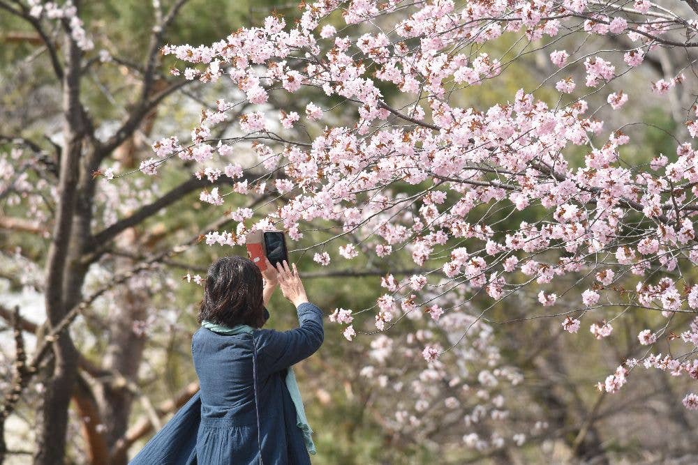 緑ケ丘公園の桜