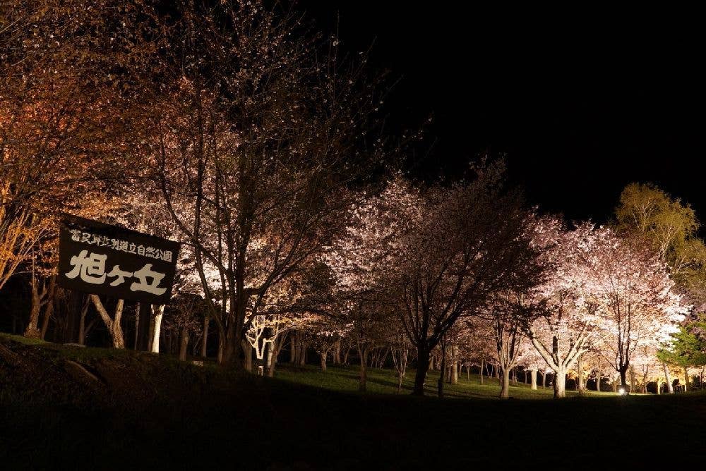 旭ヶ丘公園の桜