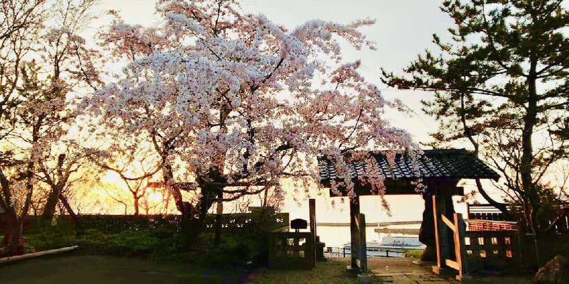 法華寺の桜