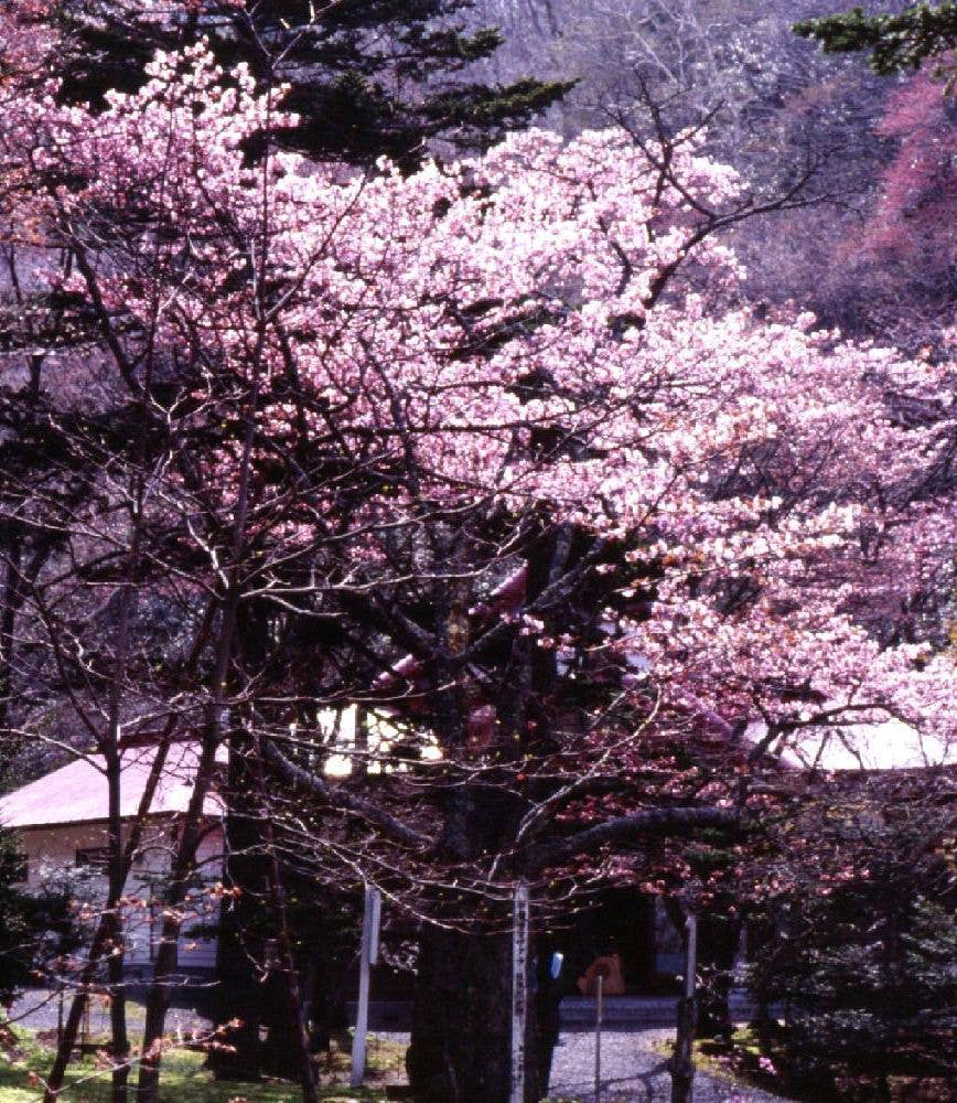 史跡　国泰寺跡の桜