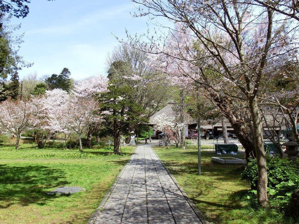 有珠善光寺自然公園の桜