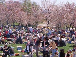 桜山公園の桜