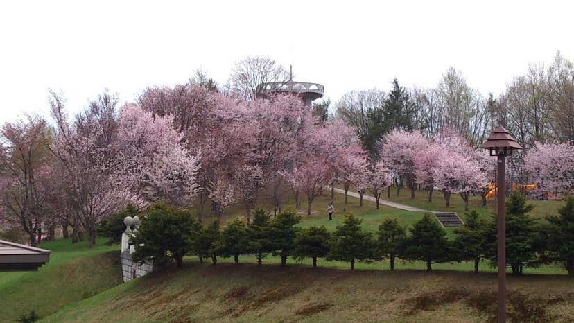 憩ケ森公園の桜