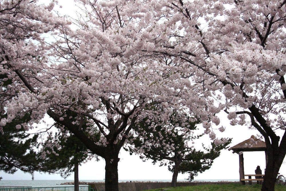 合浦公園の桜