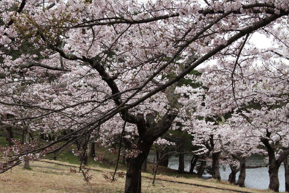 野木和公園の桜