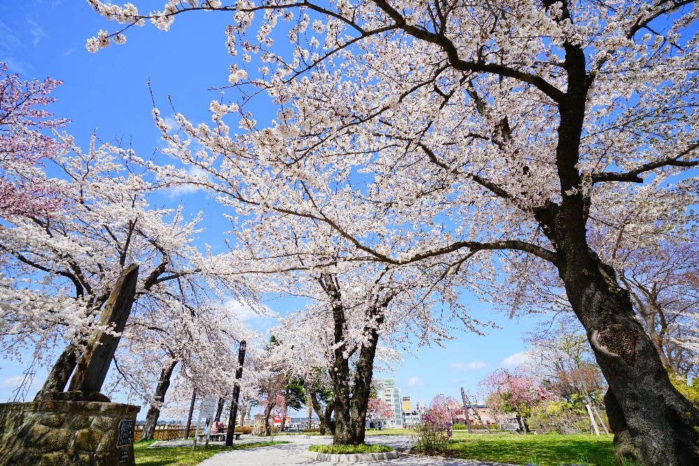 三八城公園の桜