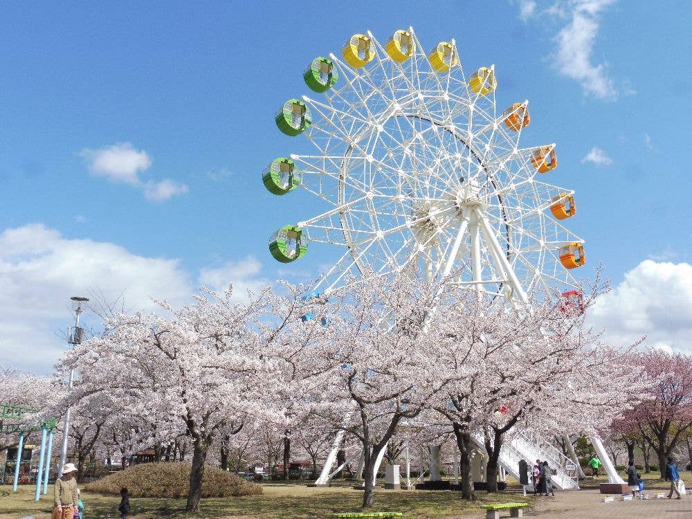 八戸公園（こどもの国・八戸植物公園）の桜