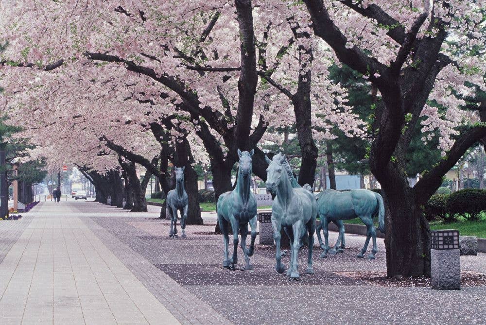 十和田市官庁街通り（駒街道）の桜