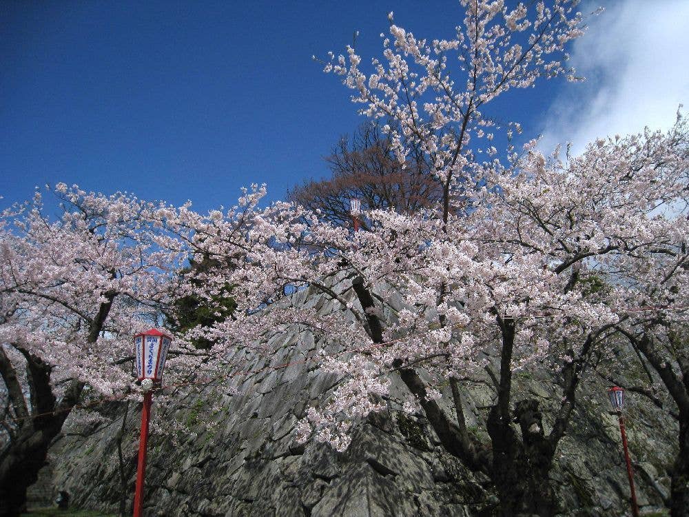 盛岡城跡公園（岩手公園）の桜