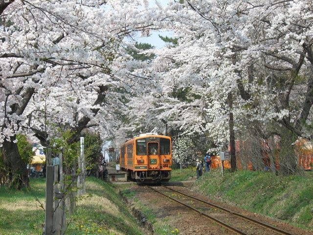 芦野公園の桜