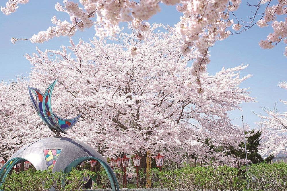 愛宕公園の桜