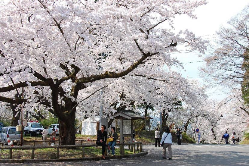 国史跡三戸城跡　城山公園の桜