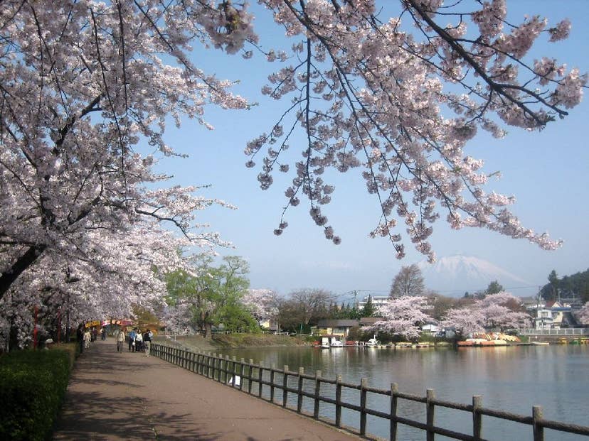 高松の池（高松公園）の桜