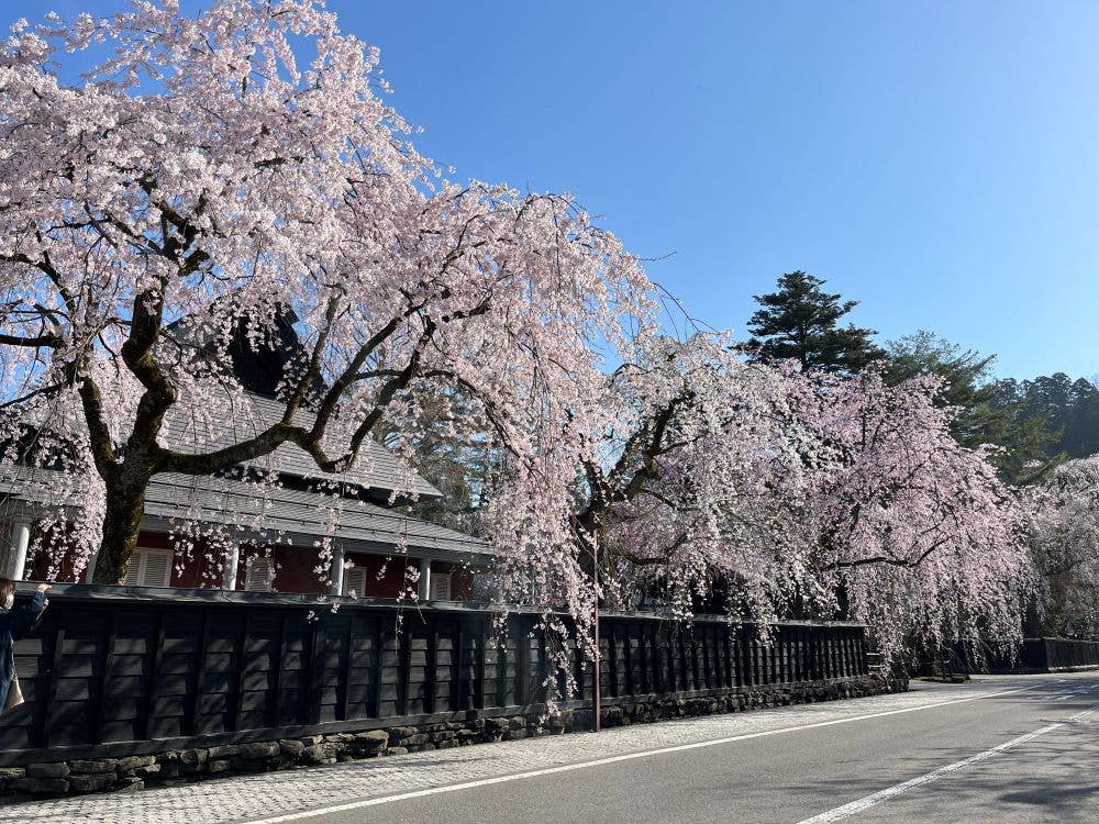 角館 桧木内川堤・武家屋敷通りの桜