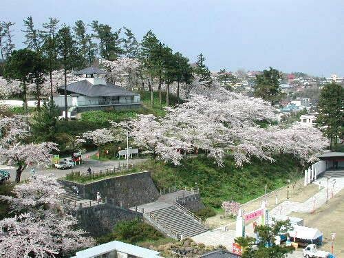 本荘公園の桜