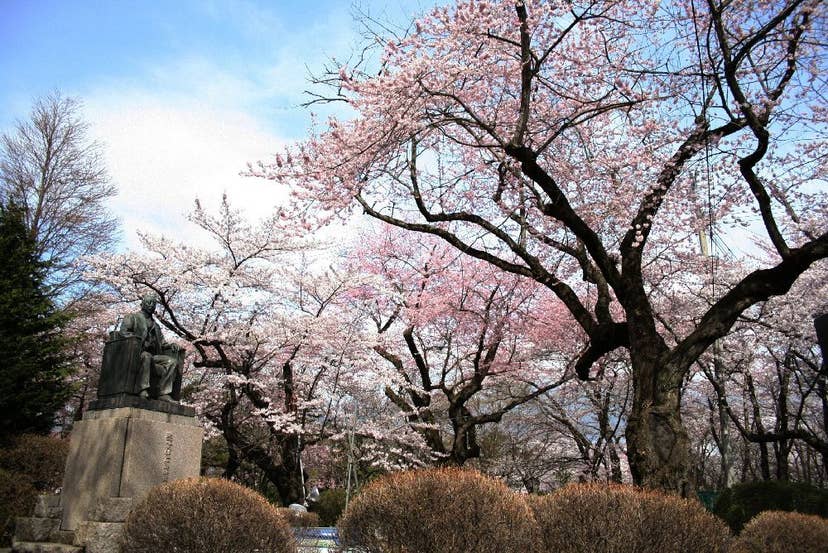 水沢公園の桜