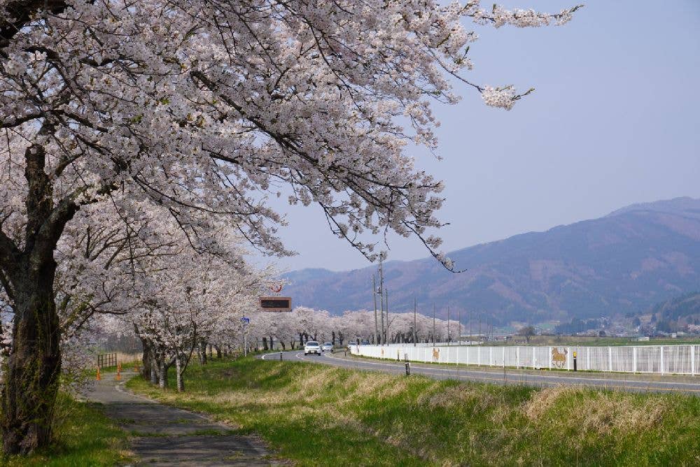 遠野綾織の桜並木